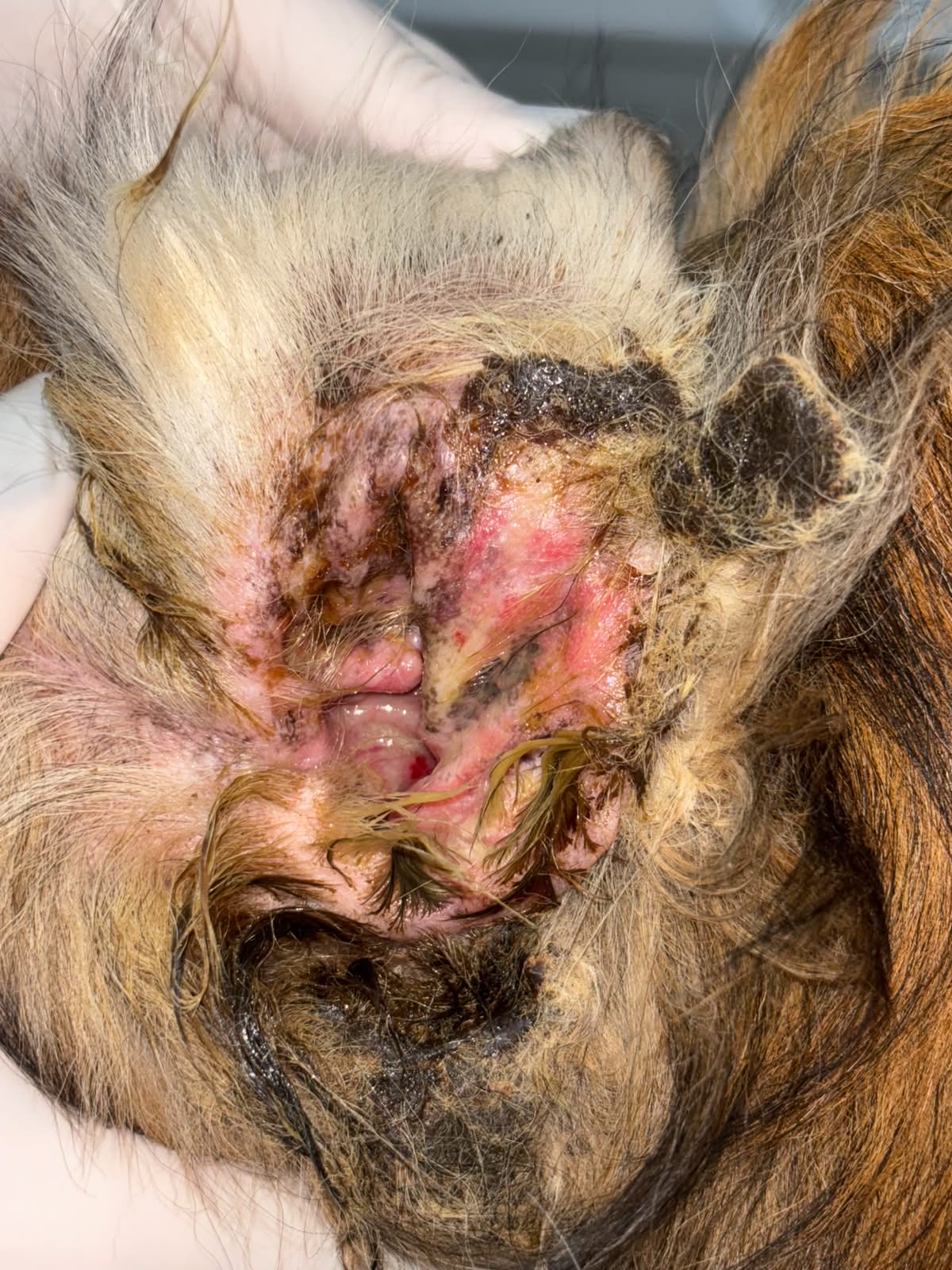 Cão com otite crônica recorrente antes do tratamento otológico — conduto com inflamação severa