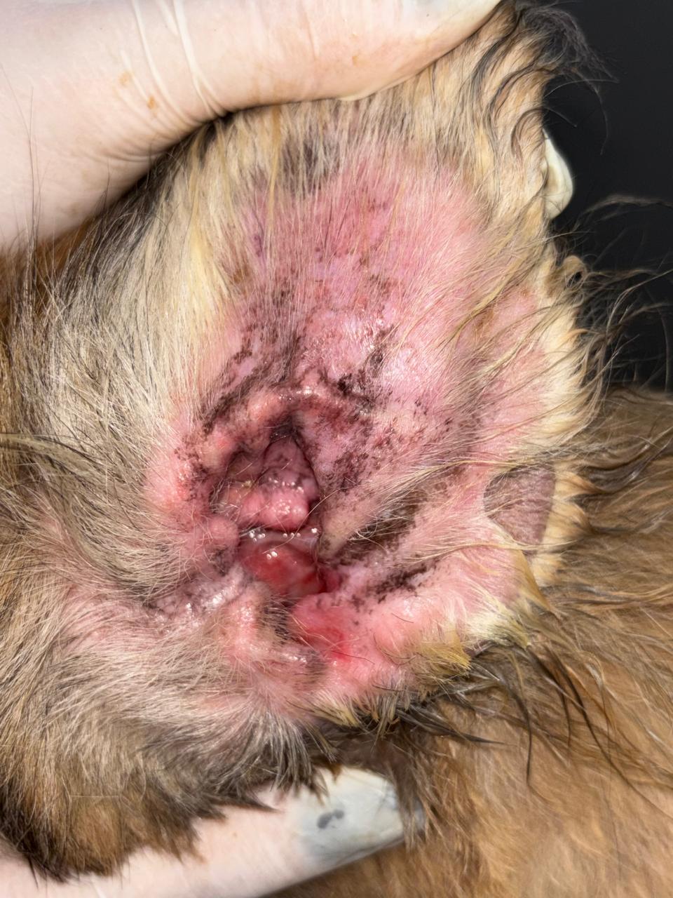 Ouvido do cão após tratamento de otite crônica — desinflamação completa do conduto auditivo